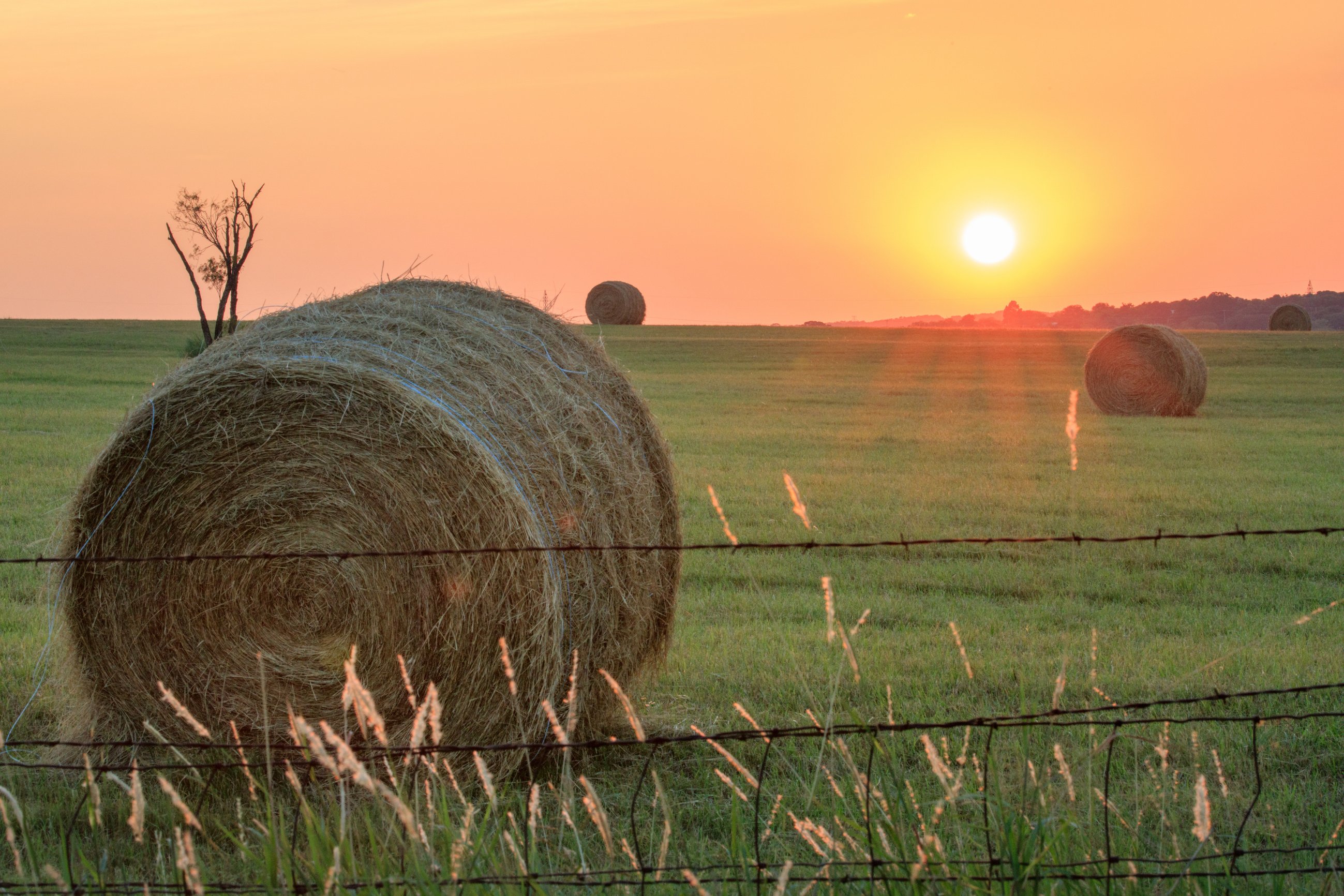 Hay Bails in Field